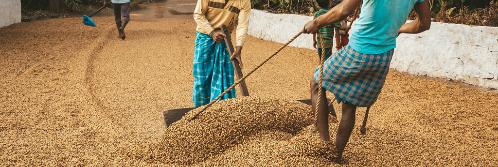 What’s New in the Indian Coffee Landscape?