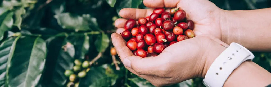 Specialty Coffee