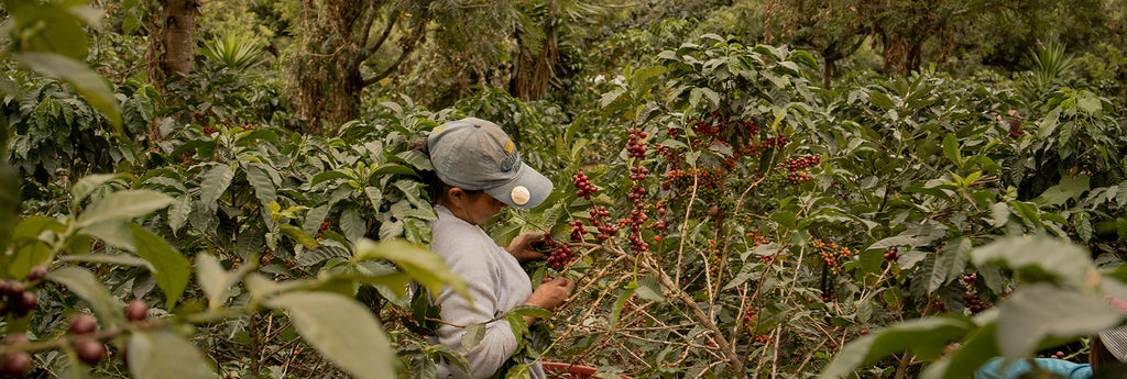 A Year in the Life of a Coffee Farmer