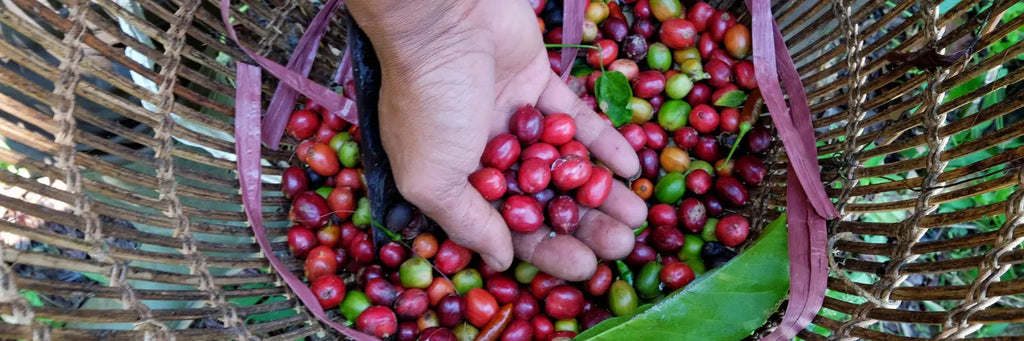 Arabica vs Robusta: What's the Difference?