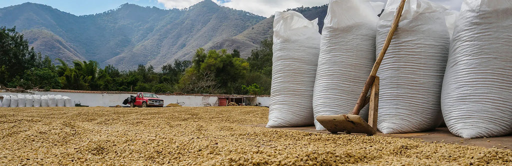 What Causes a Drop in Coffee Prices? Malgudi Days