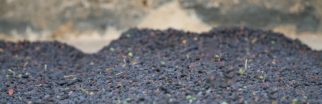 Experimental Coffee Processing Methods