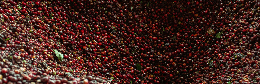 What is Wet Processing of Coffee? Malgudi Days
