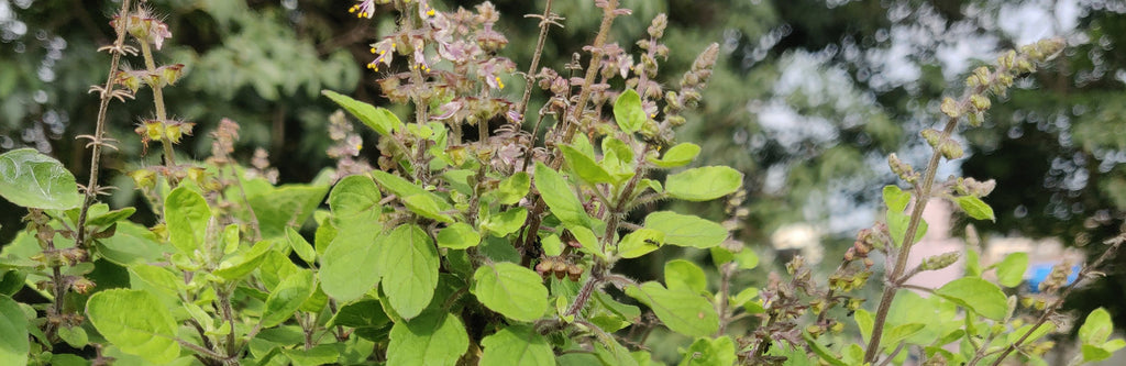 Indian Adaptogens For Health & Flavour