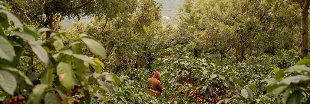 The Role of Intercropping in Coffee Agriculture