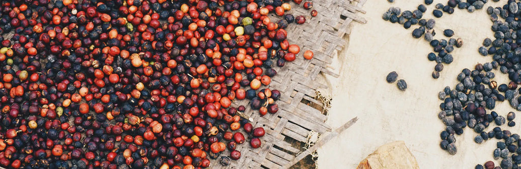 What is Dry Coffee Processing? Malgudi Days