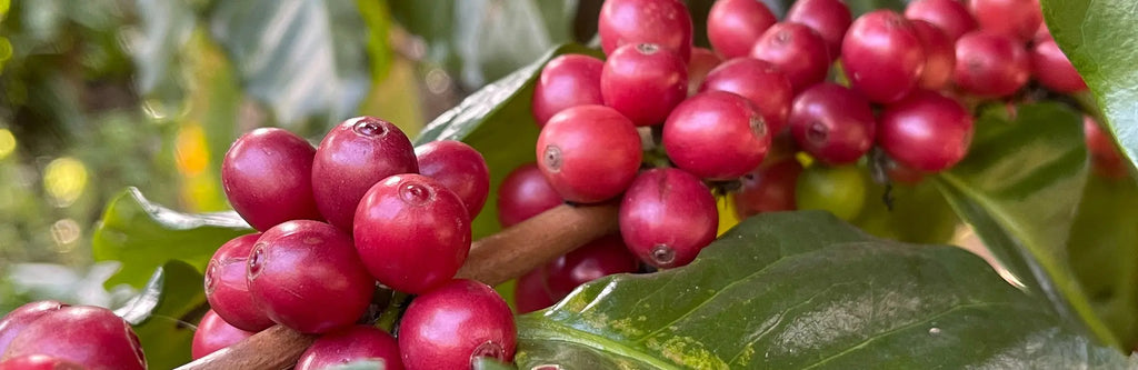 What Are Some Indian Coffee Varieties? Malgudi Days