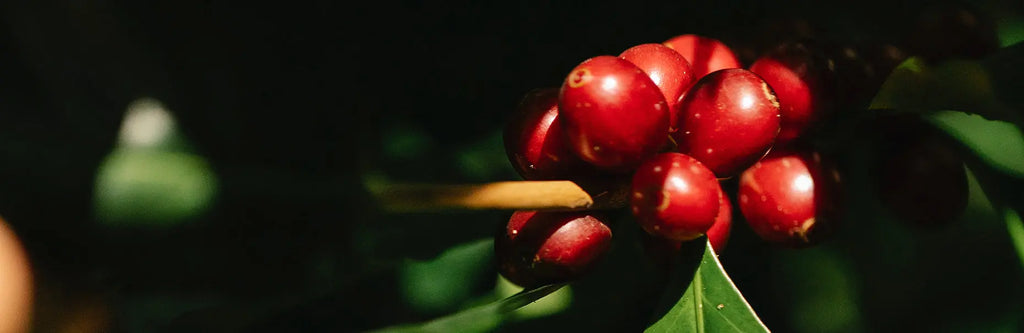 What is Peaberry Coffee? Malgudi Days