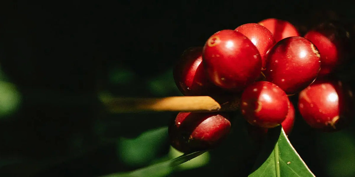 What is Peaberry Coffee? - Malgudi Days | Malgudi Days