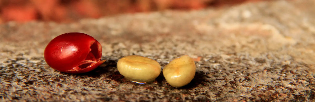 What is Washed Coffee Processing? Malgudi Days