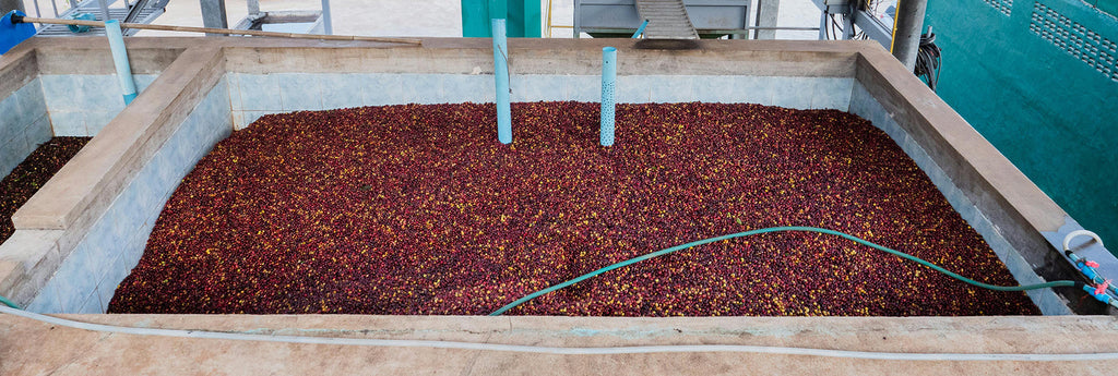 What to Expect From Coffee From Different Regions?